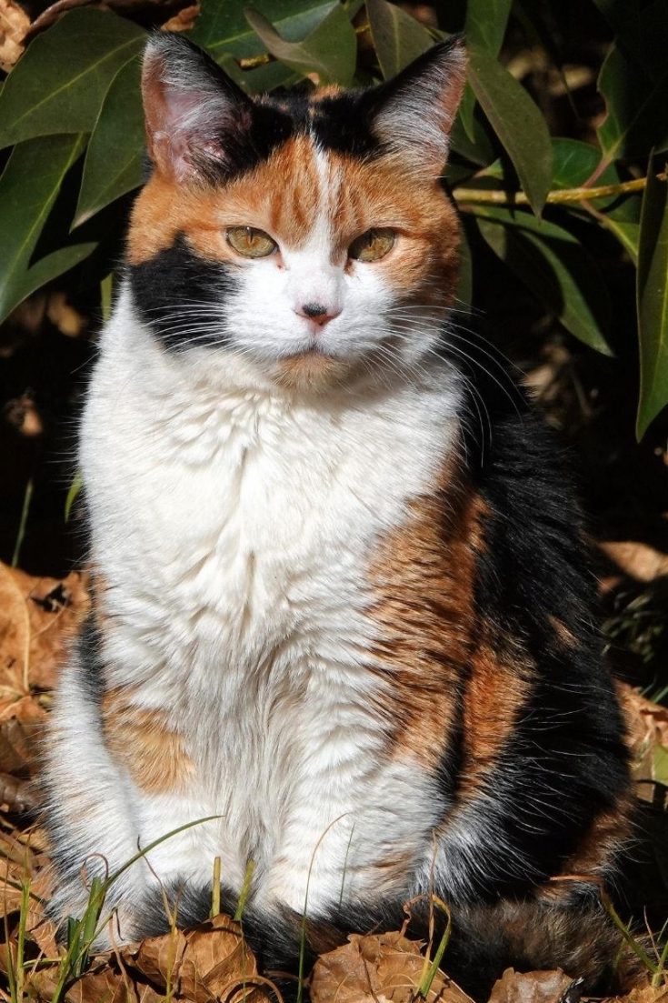 Cat Fur Patterns Colors And Markings PetsKB