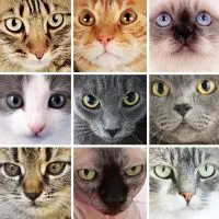 Nine different cat faces.