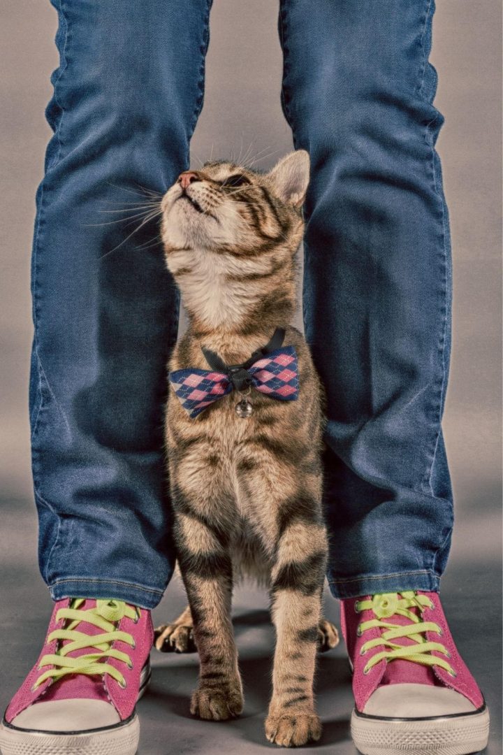 Why Do Cats Walk In Front Of You? petsKB