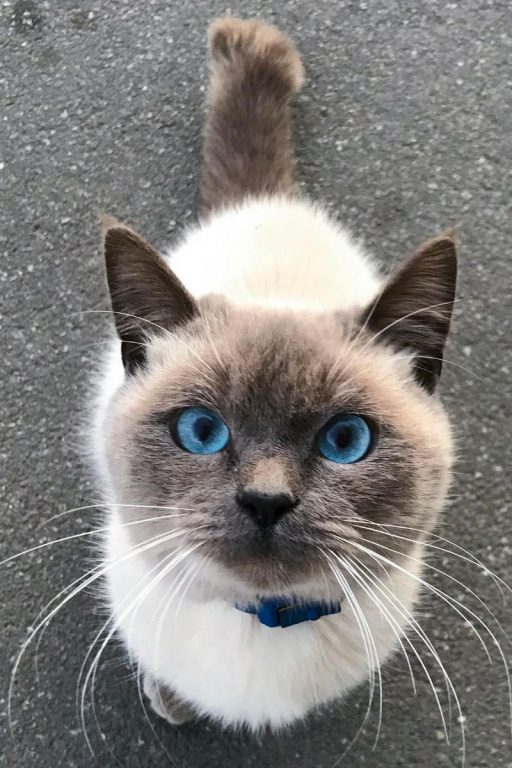 Why Do Cats Walk In Front Of You? petsKB