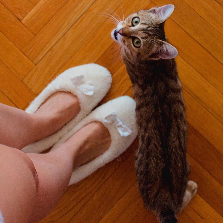 Why Do Cats Walk In Front Of You? petsKB