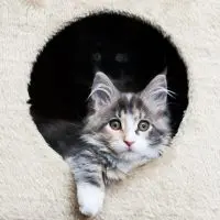 A Maine Coon kitten from a trusted Maine Coon breeder.