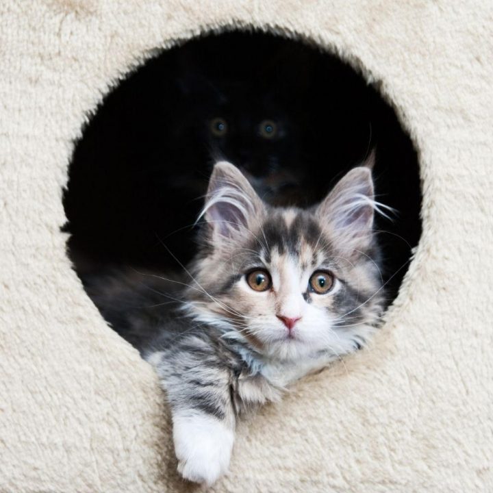 Trusted Maine Coon Breeders near me 2023 petsKB Trusted Maine Coon Breeders near me 2023 petsKB