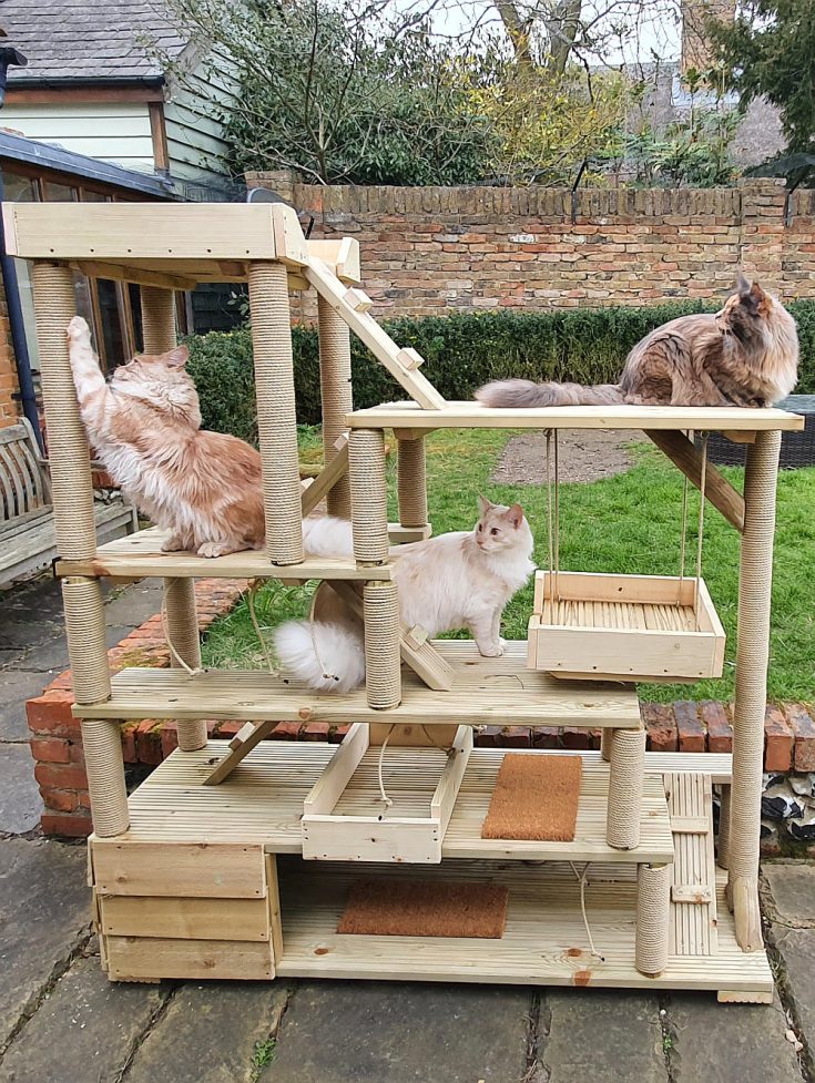 Why Are Maine Coon Cats So Big? The size they really are petsKB