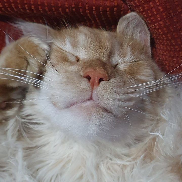 Why is my cat sad? petsKB