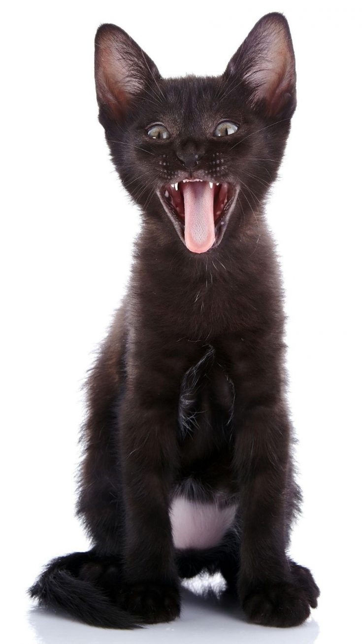 Why kittens fart a lot (how to reduce bad kitten gas) petsKB