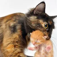 A mother cat carrying a kitten in her mouth.