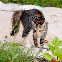 A-cat-jumping-sideways-with-its back arched-and-tail-puffed-out.