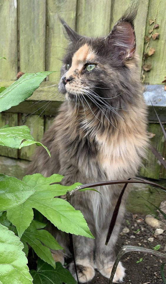 Dilute Tortie: the cat with tortitude! – petsKB