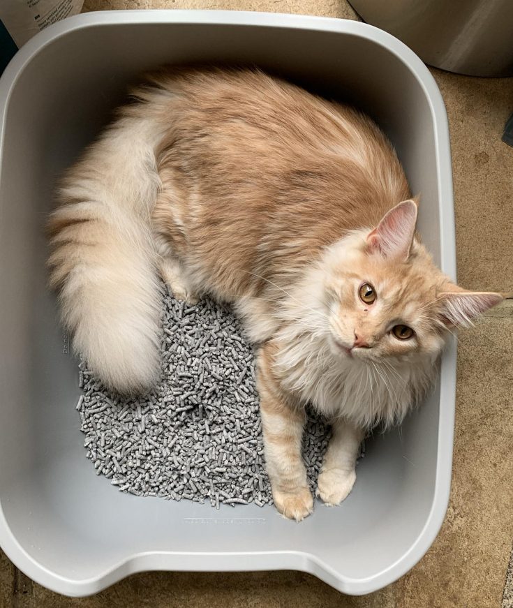 How to spend over 14000 on 4 Maine Coon cats in 14 months! petsKB
