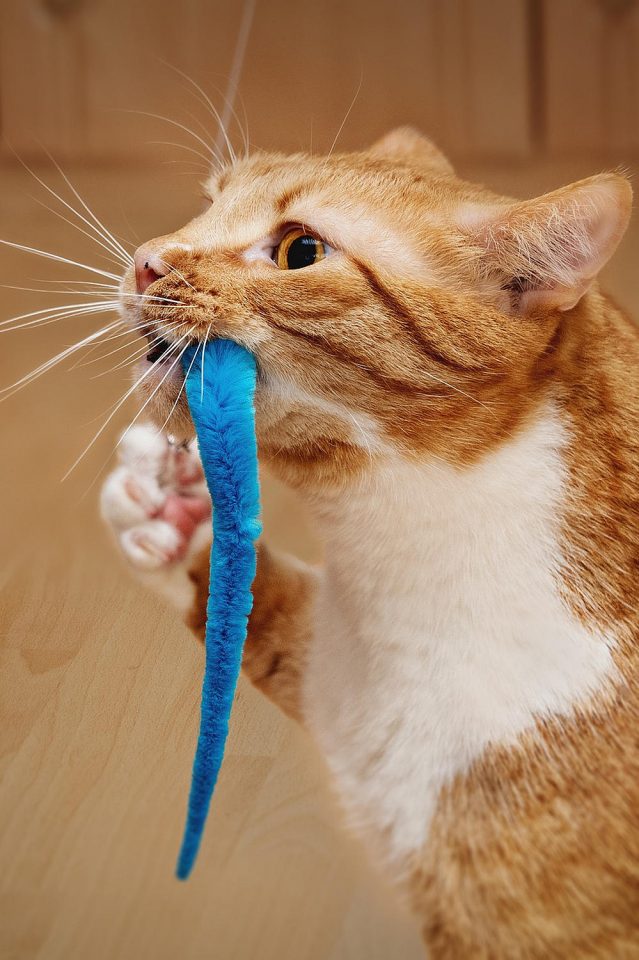Why Do Cats Carry Things In Their Mouths? petsKB