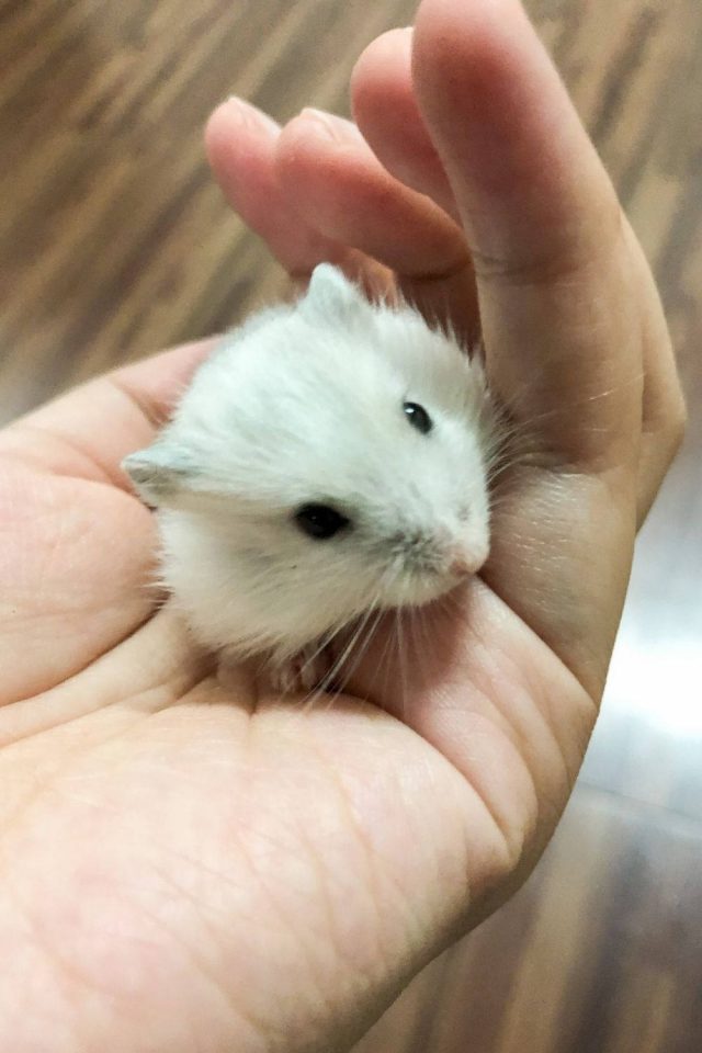 Do Hamsters Like To Be Held? The best way to pick up a hamster petsKB