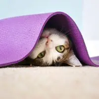 A cat suddenly avoiding its owner by hiding under a mat.
