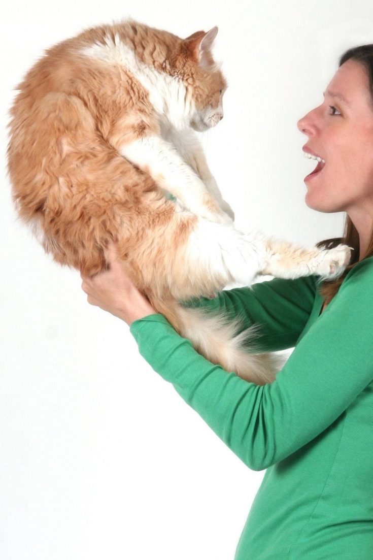 Ouch! Why does my cat bite my nose? 15 typical reasons petsKB