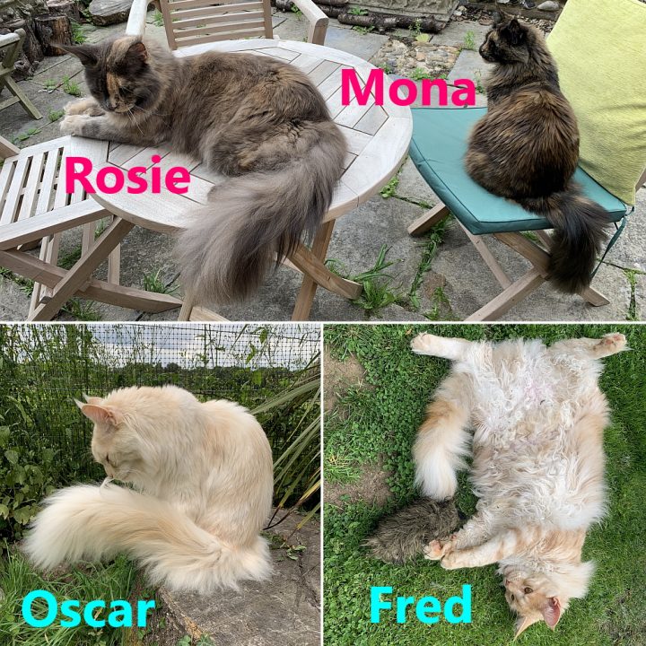 Why do Maine Coons have long tails? 3 essential reasons petsKB