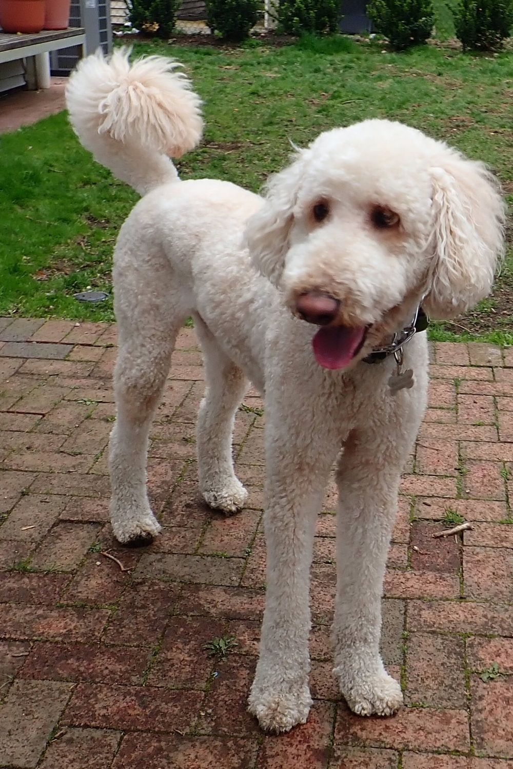 What does F1B Goldendoodle mean? All doodle generations explained petsKB