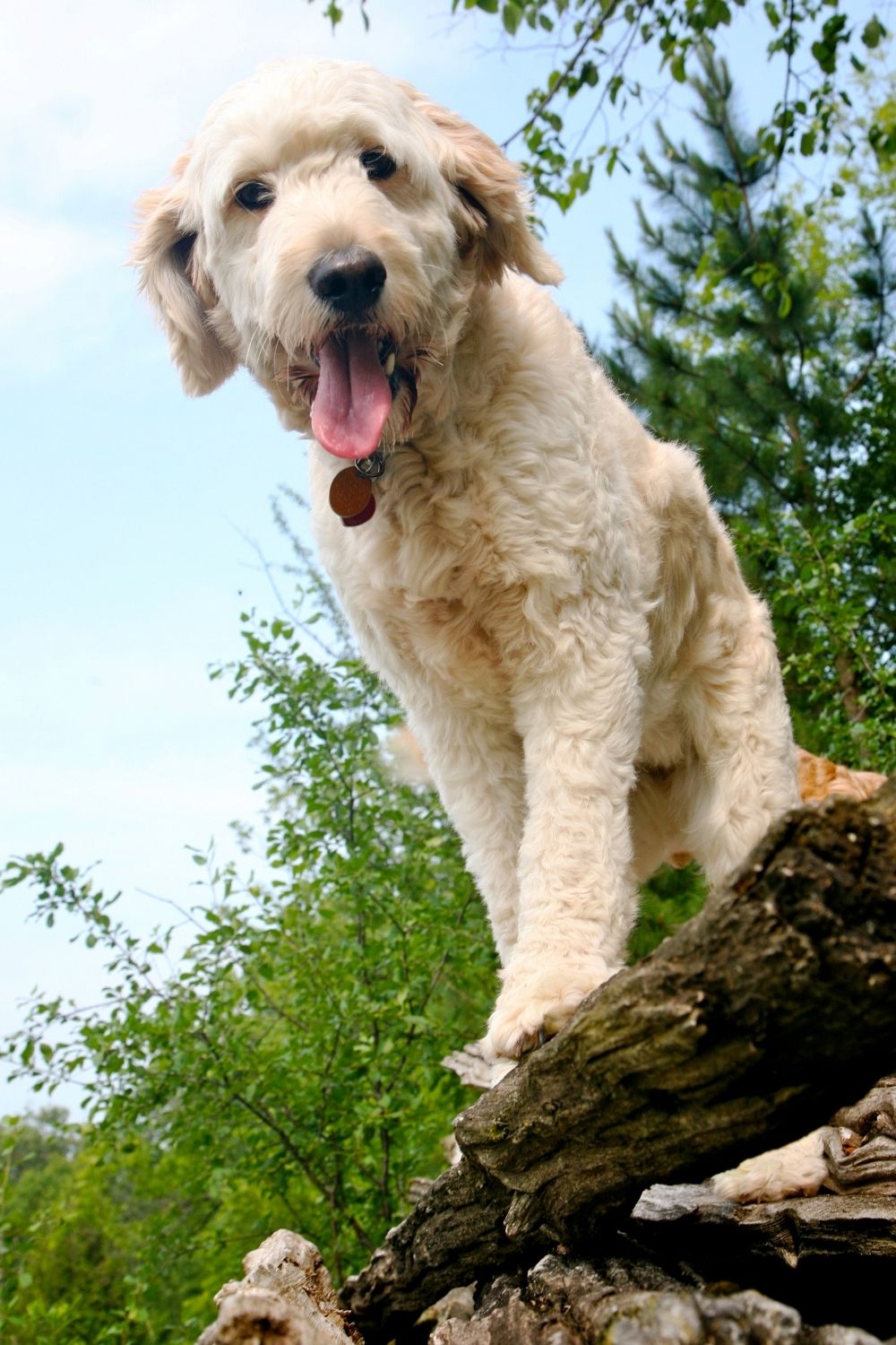 What does F1B Goldendoodle mean? All doodle generations explained petsKB