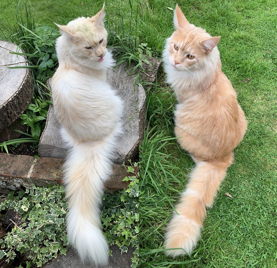 What are the rarest Maine Coon colors? petsKB