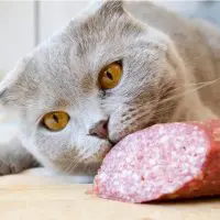 A cat eating a large salami sausage.