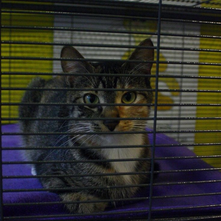 How long can a cat stay in a crate or a carrier? petsKB