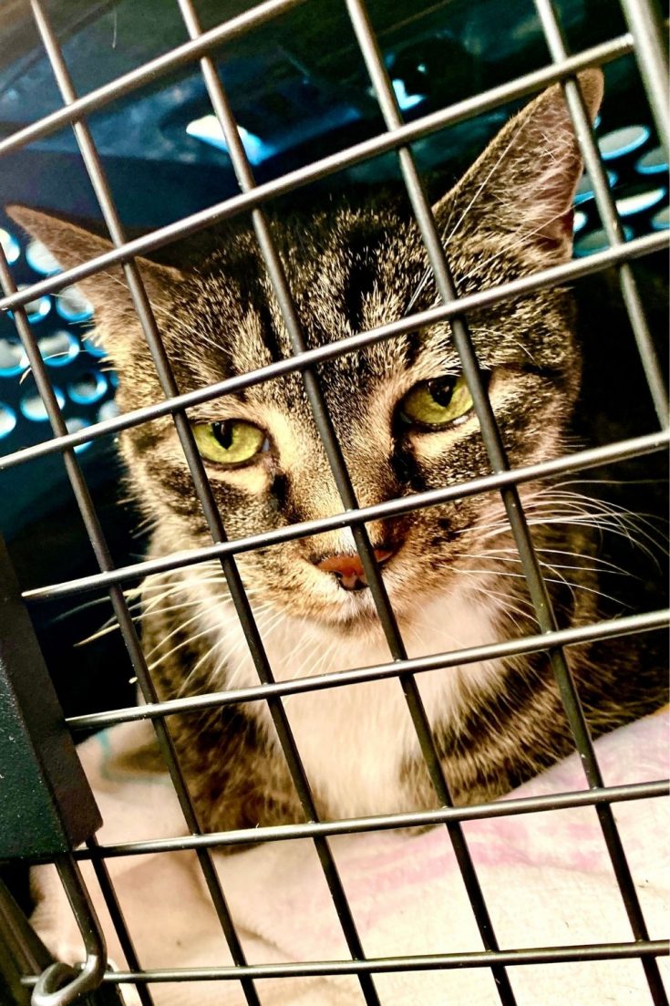 How long can a cat stay in a crate or a carrier? petsKB