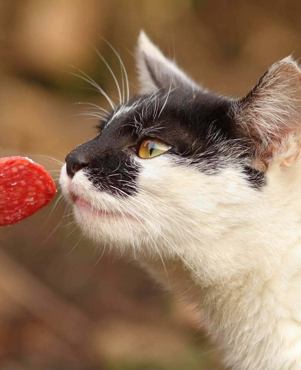 Can cats eat salami? The great debate petsKB
