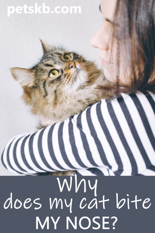 Ouch! Why does my cat bite my nose? 15 typical reasons petsKB