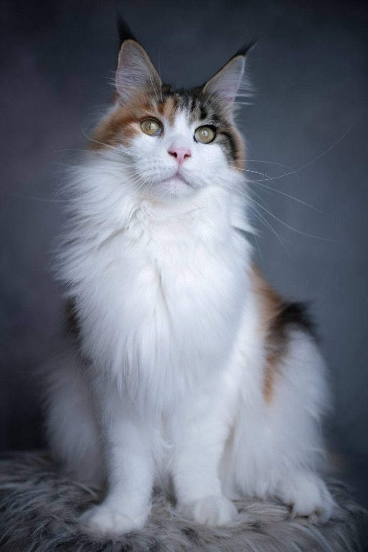 The Calico Maine Coon Guide – petsKB