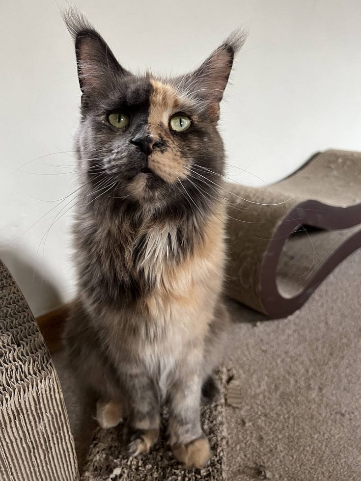 Maine Coon Prices 2023 why they are so high petsKB