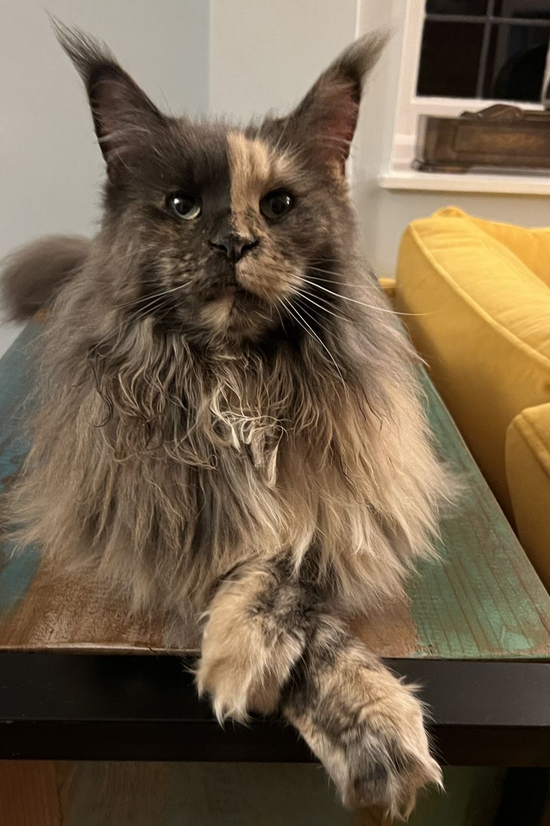 Why Does My Maine Coon Meow So Much? petsKB