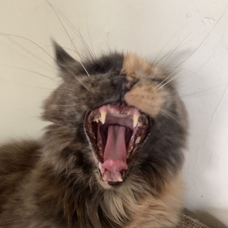 Why Don’t Maine Coon Cats Meow? petsKB