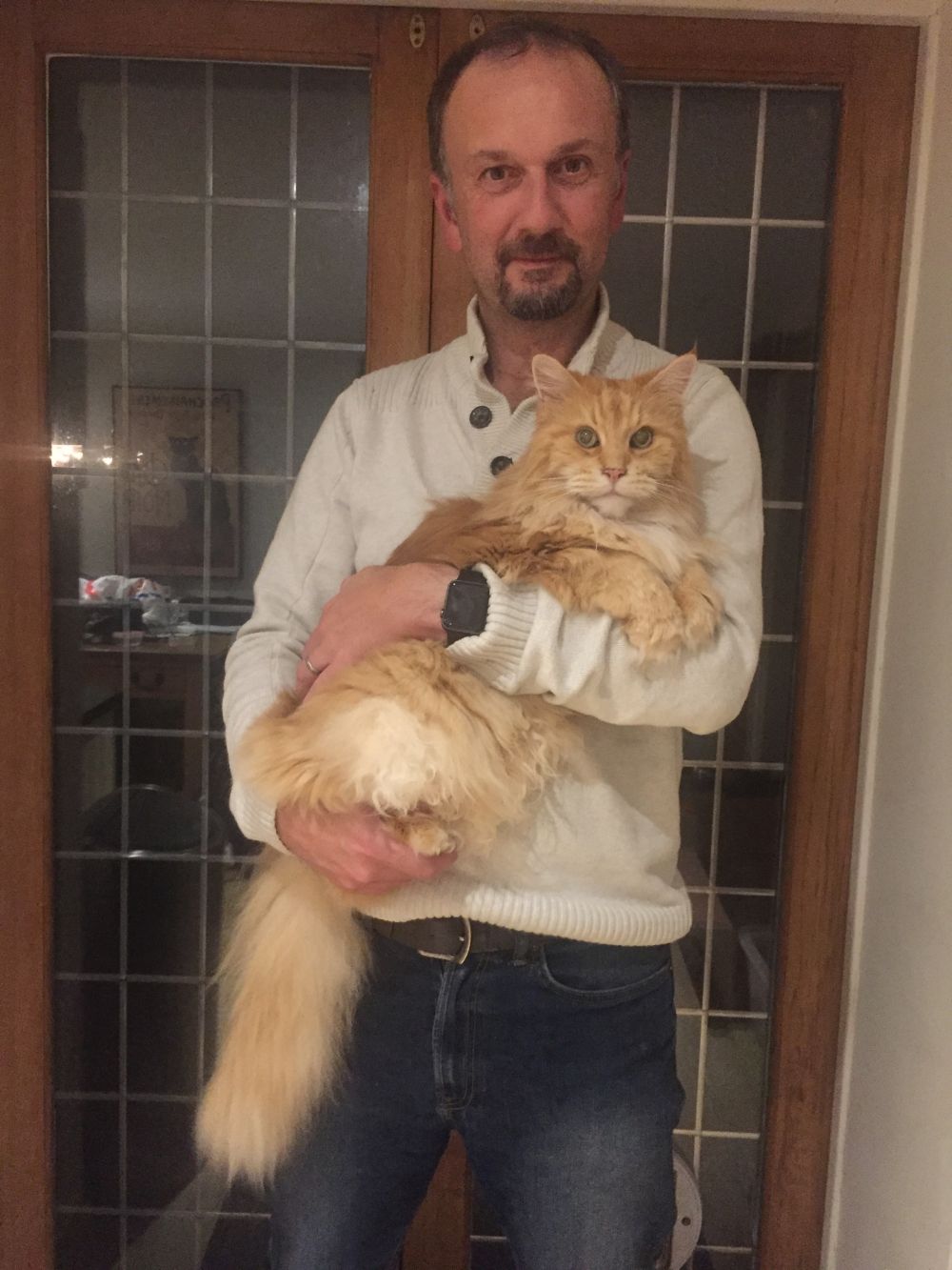 Why don’t Maine Coons like to be held? petsKB