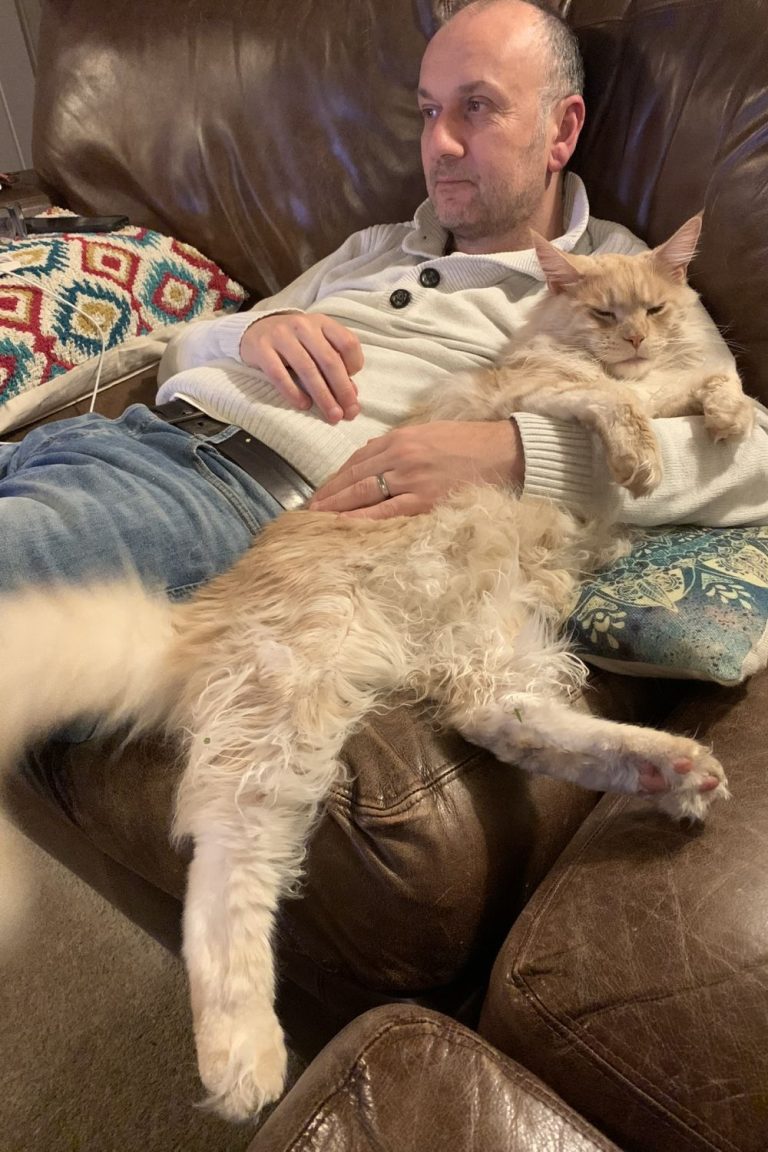 Why don’t Maine Coons like to be held? petsKB