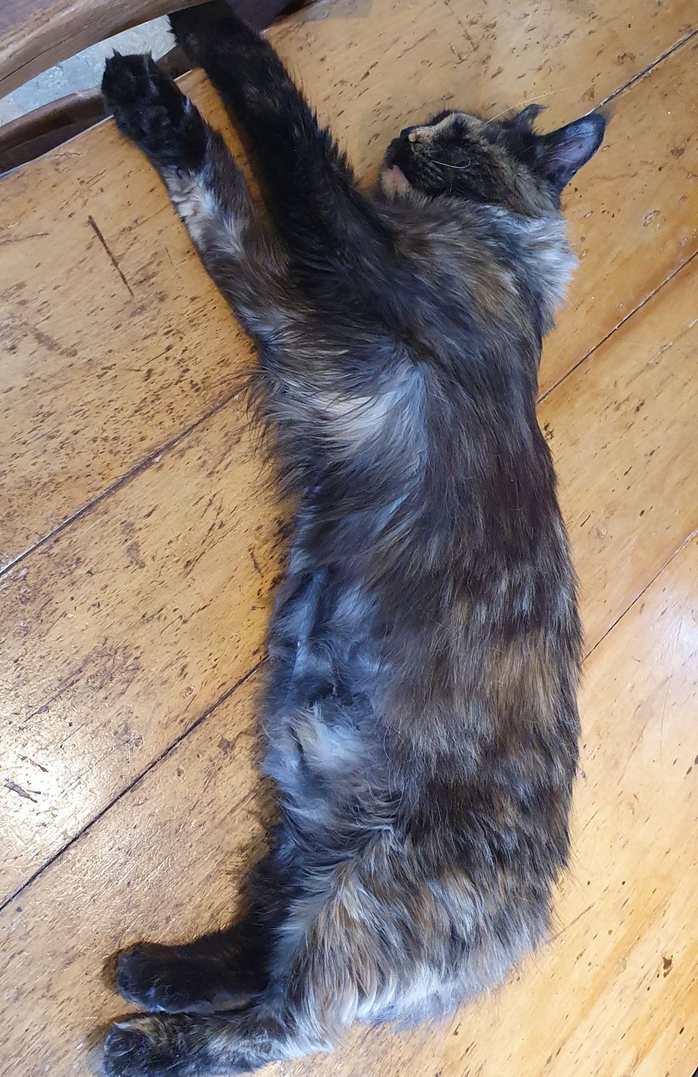 Do Maine Coons have a primordial pouch? petsKB