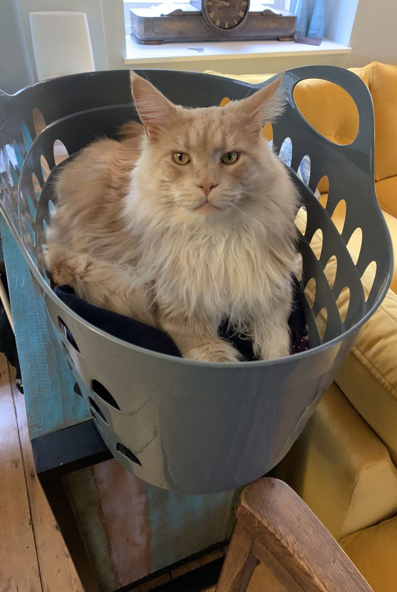 How much space does a Maine Coon need? petsKB
