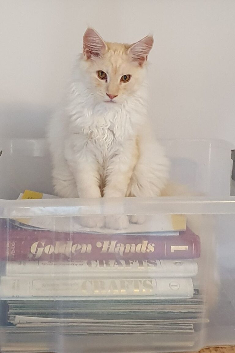 How much space does a Maine Coon need? petsKB