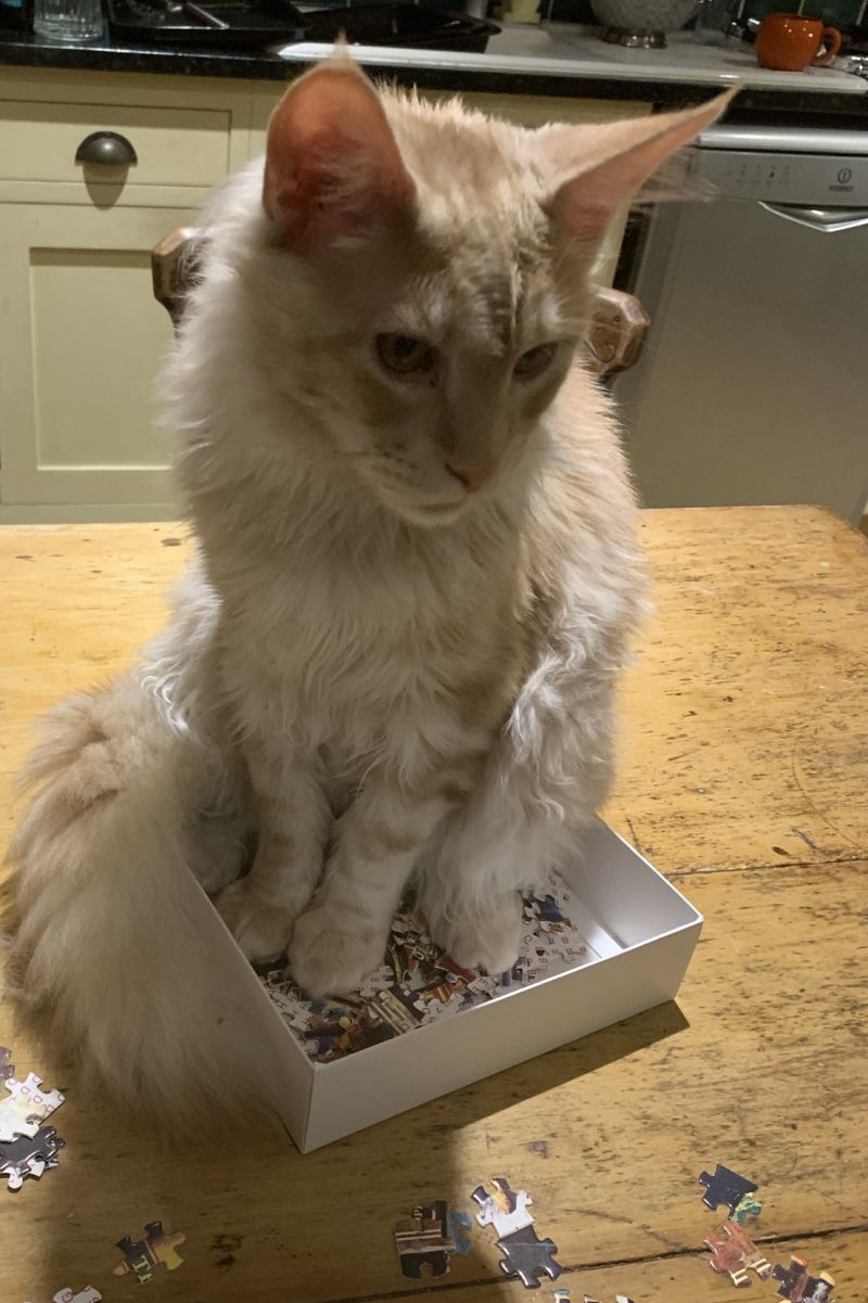 How much space does a Maine Coon need? petsKB