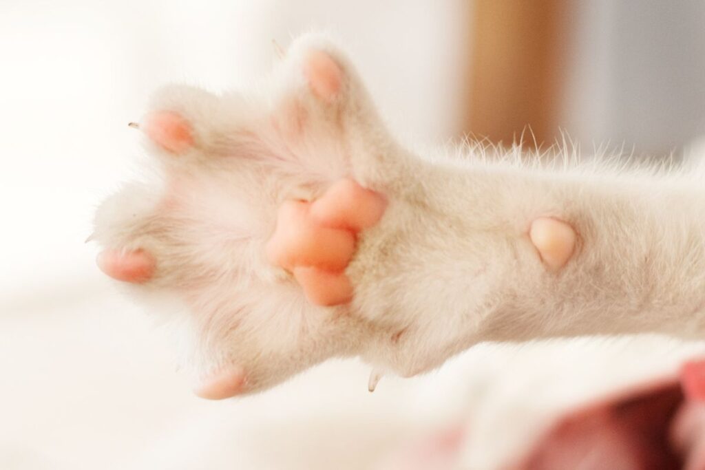 Maine Coon Paws Fabulous Fluffy Facts PetsKB