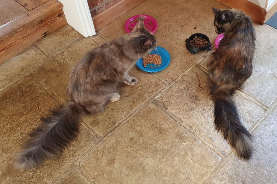 Why Is My Maine Coon Always Hungry? petsKB