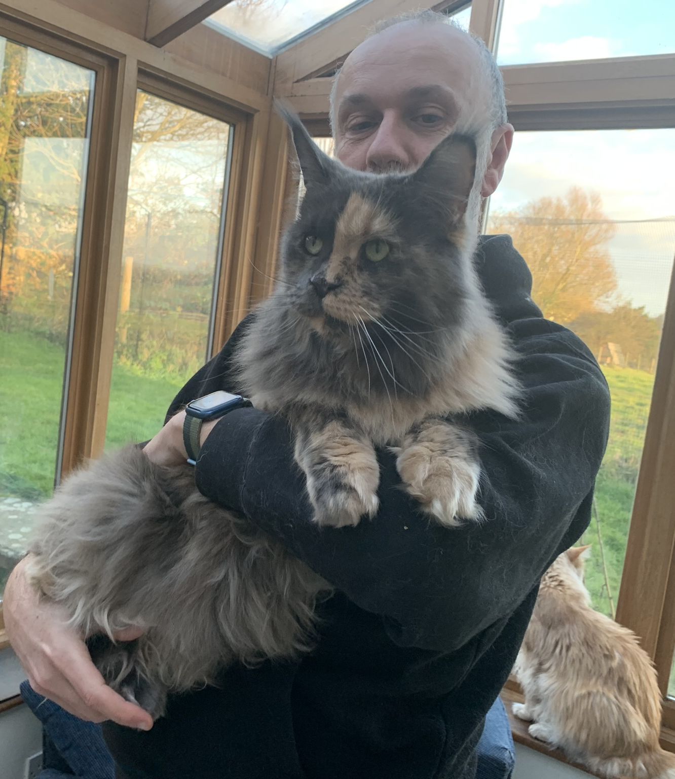 petsKB Maine Coon breed. Maine Coon price. Maine Coon size. Cat