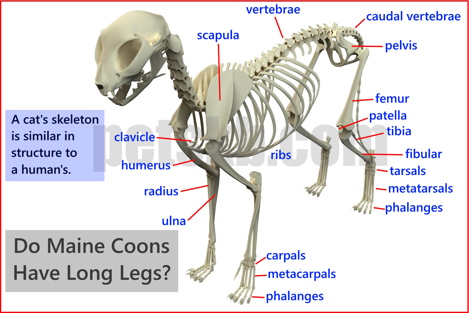 Do Maine Coons Have Long Legs? petsKB