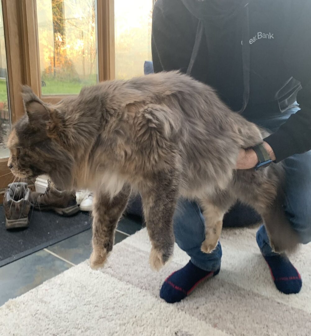 Do Maine Coons Like To Be Picked Up? petsKB